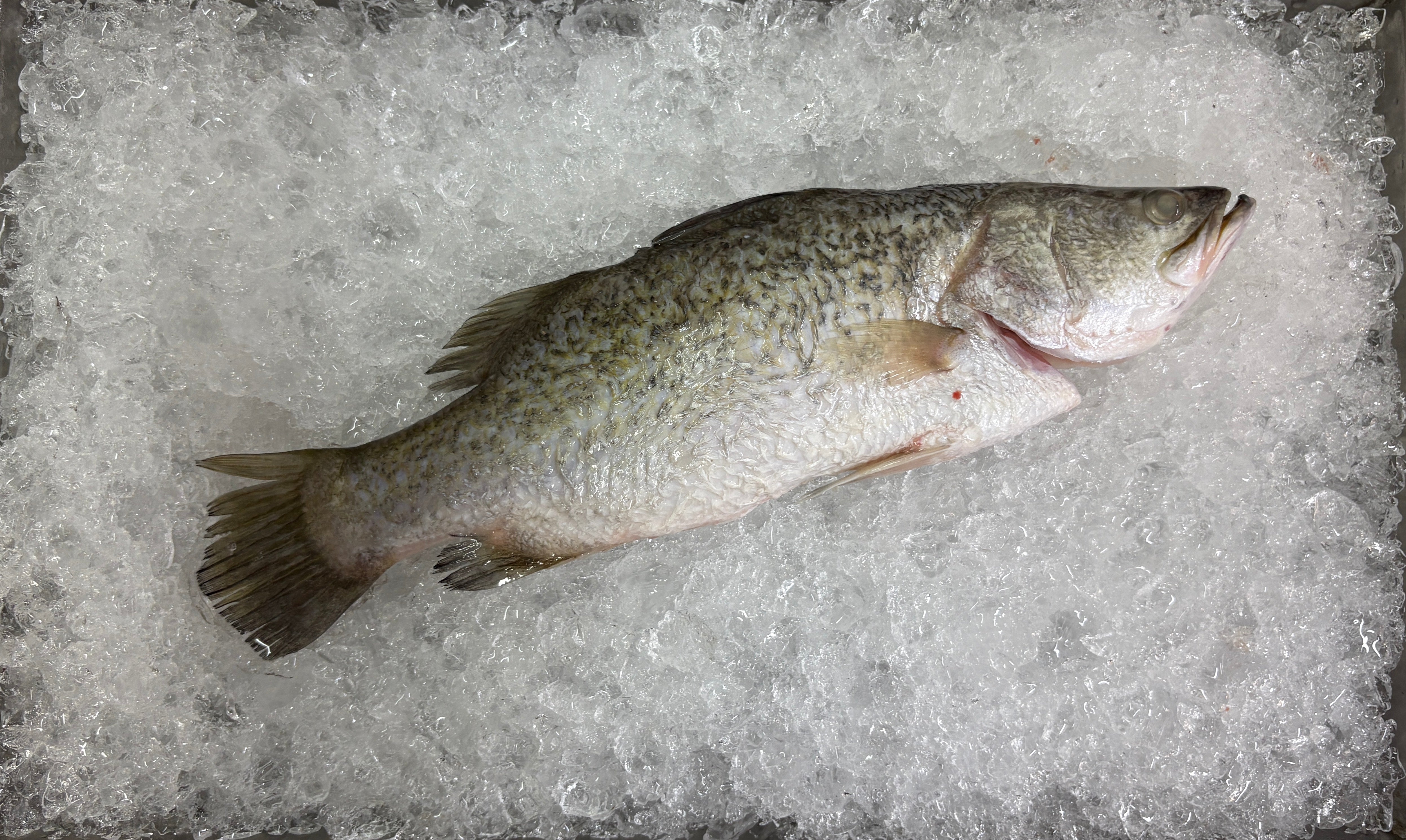 Seabass, 金目鲈