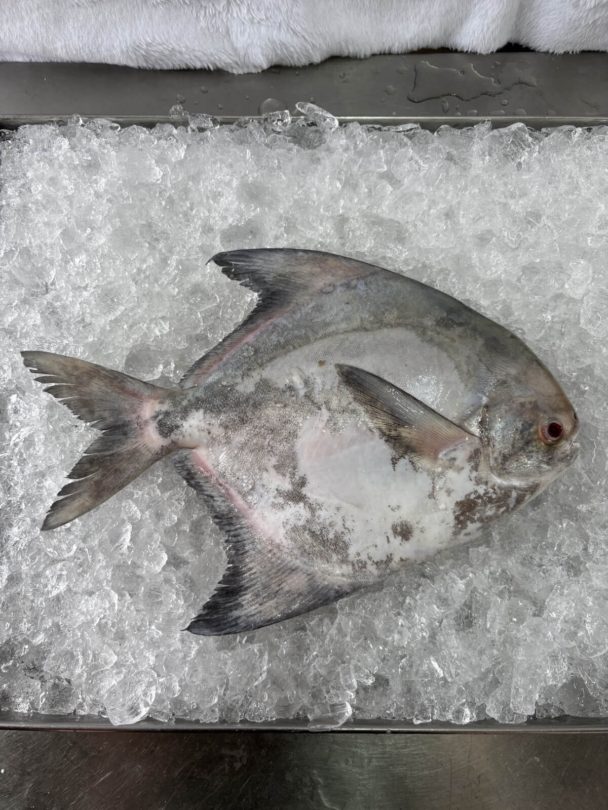 Chinese Pomfret 斗鲳 (400g to 500g)