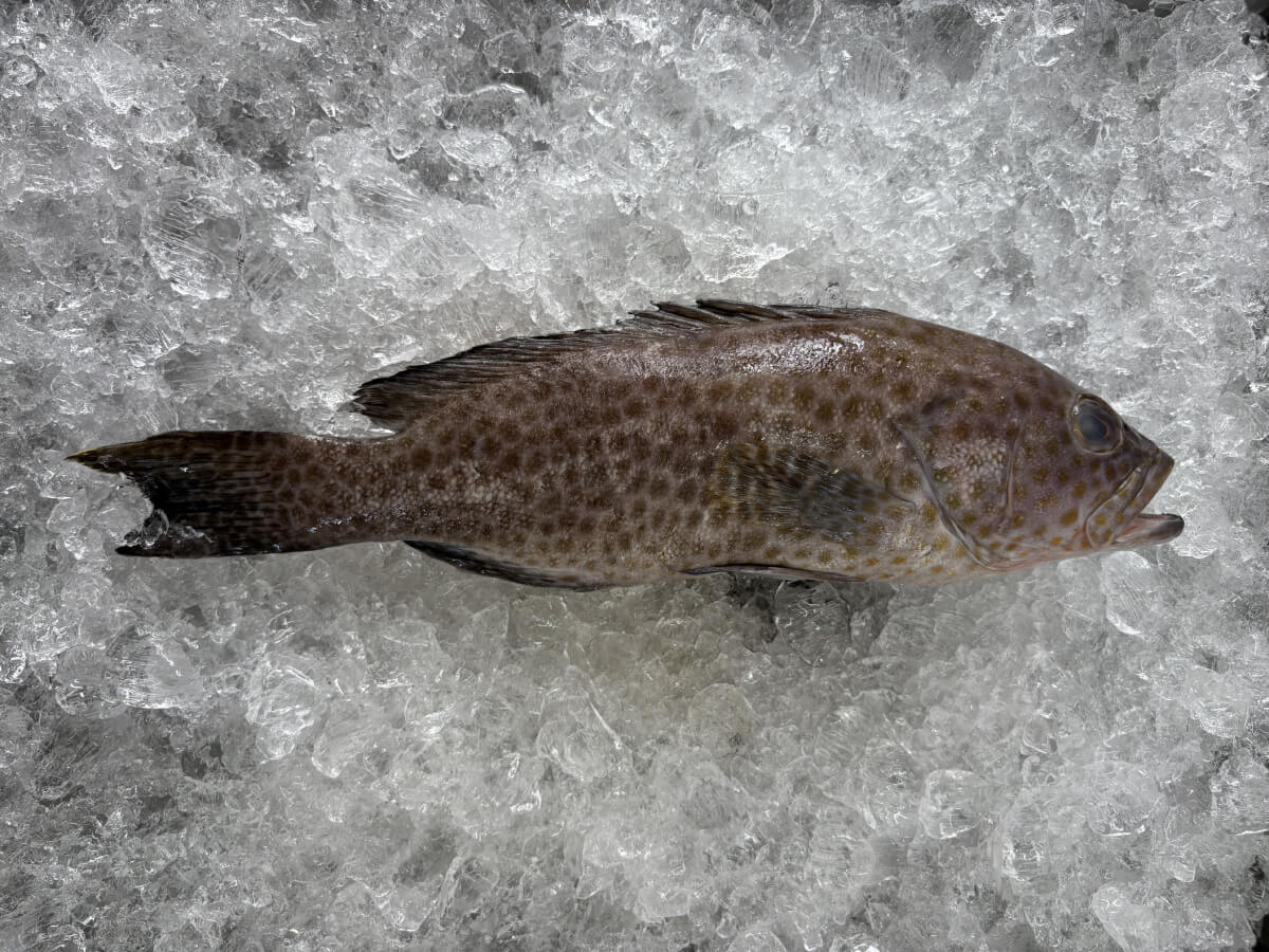 Flower Grouper, 花斑 (400g to 500g)