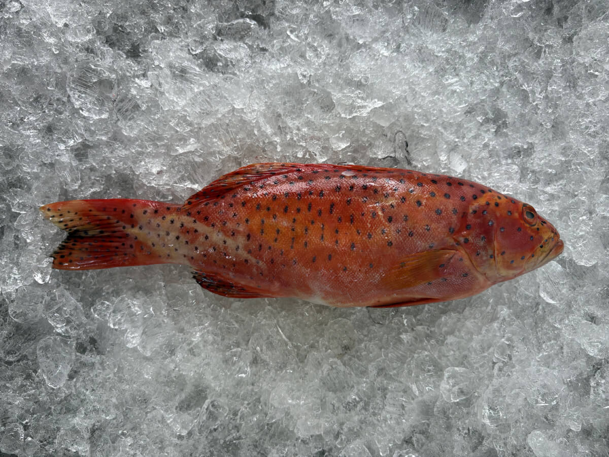 Red Grouper (Ang Gau) 红石斑 (450g to 500g)