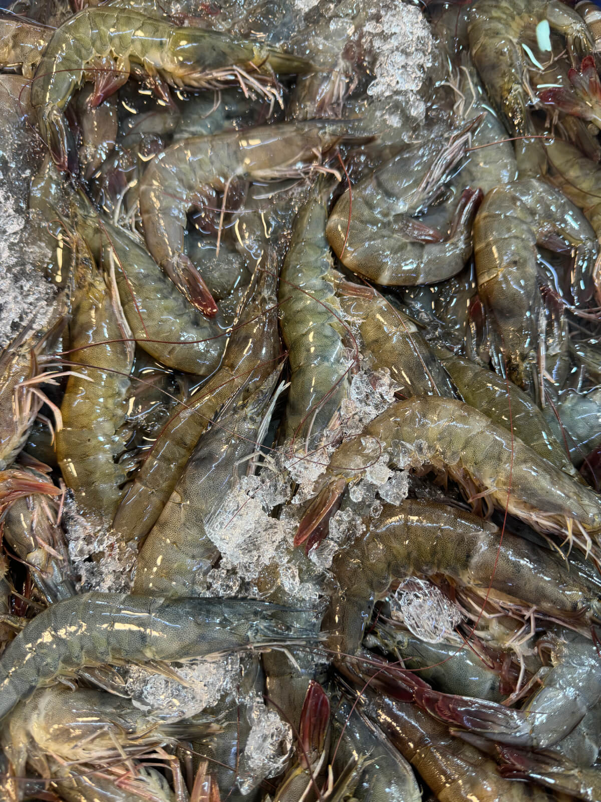 Live Prawn, 玻璃虾 1Kg