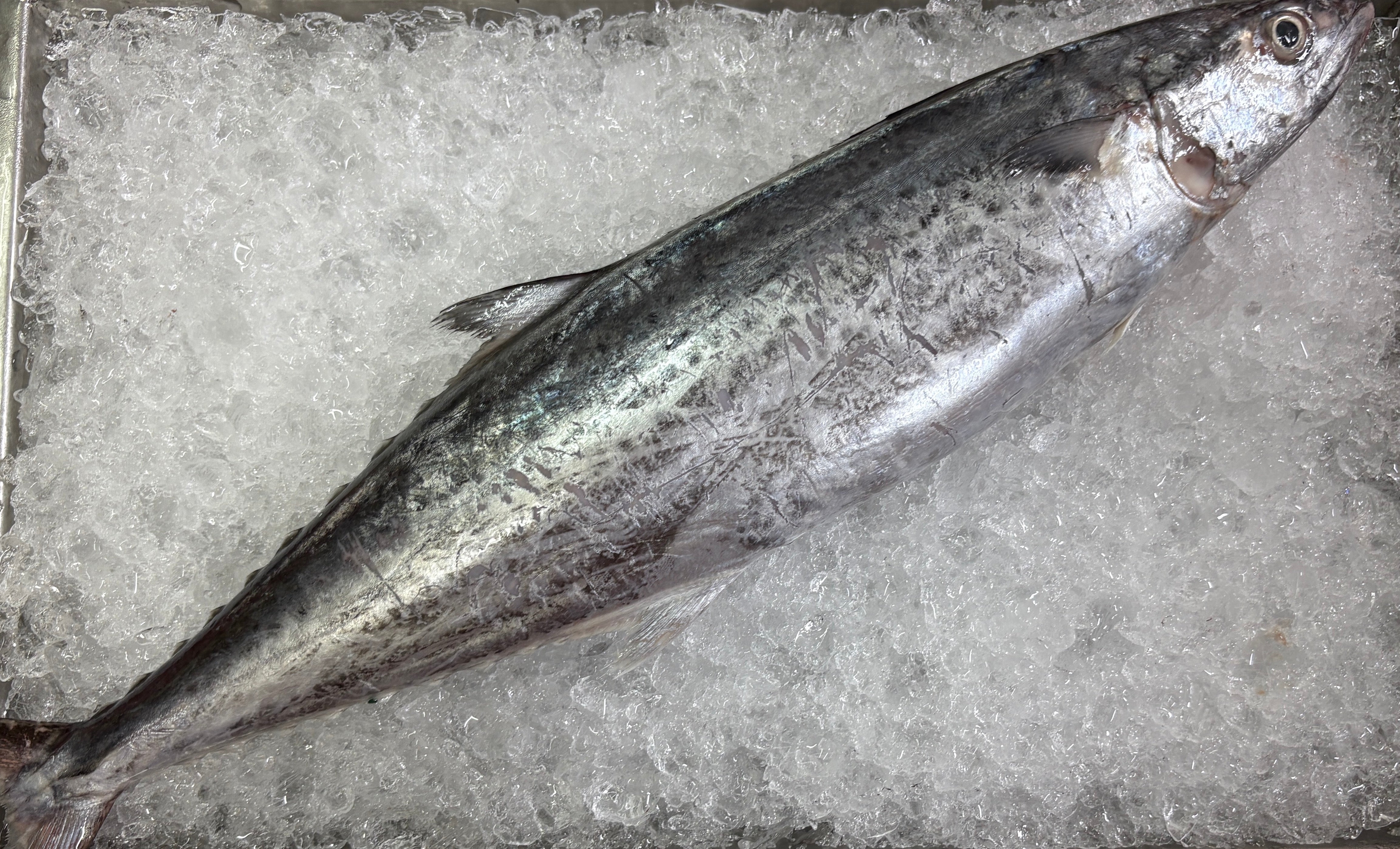 Wild Spotted Mackerel 马鲛鱼