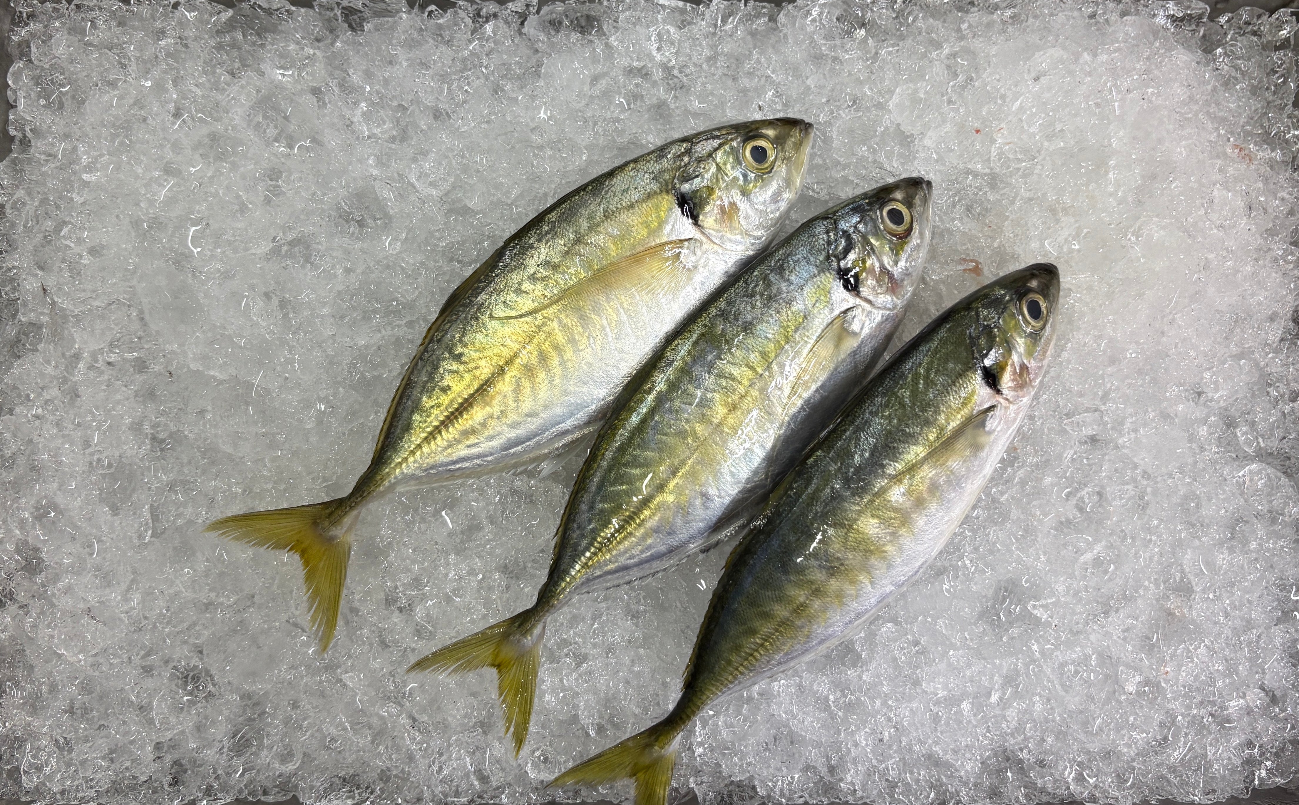 Selar Fish, 色拉