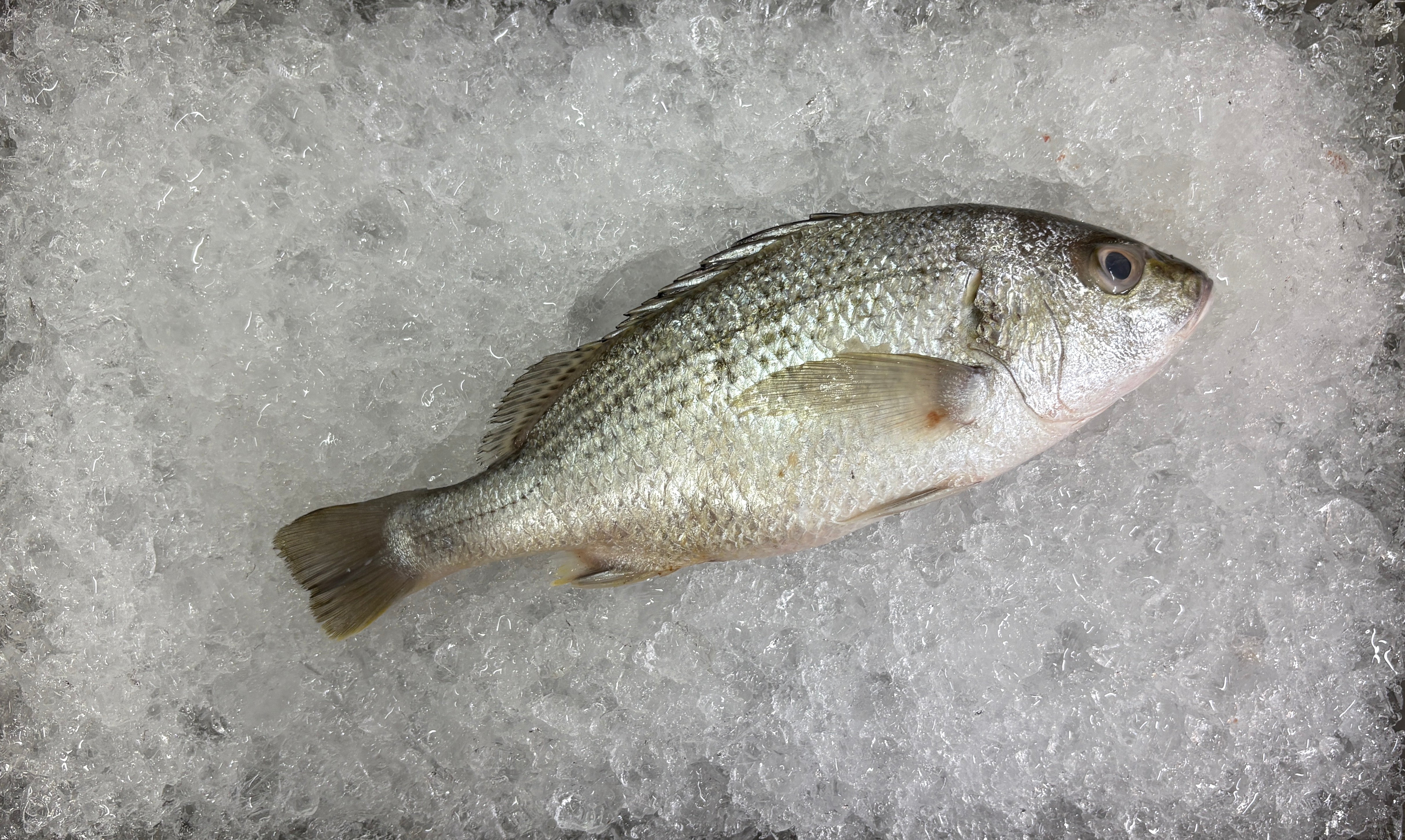 White Snapper, 白皂鱼