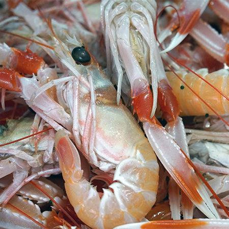 Shellfish