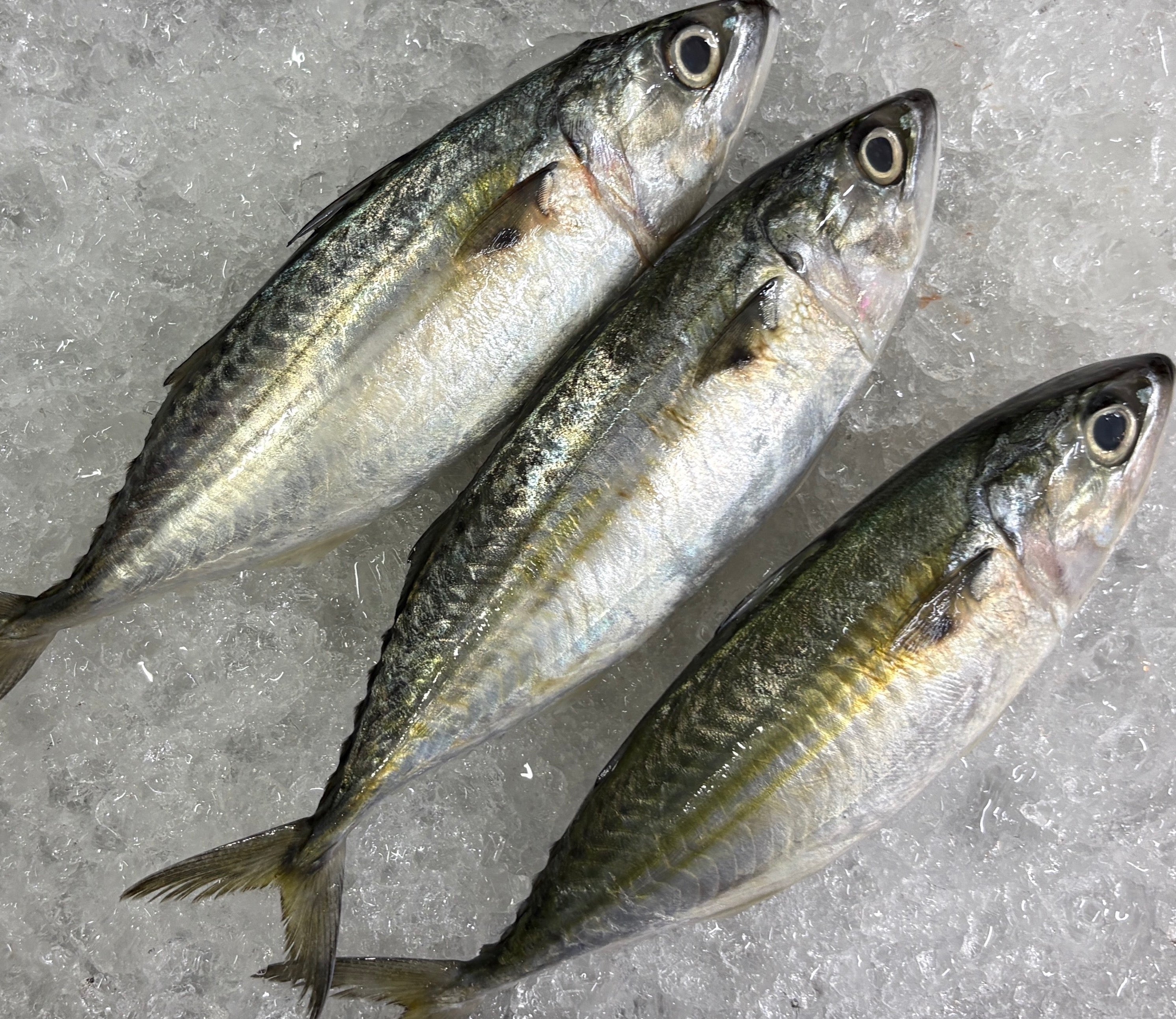 Kembong (Indian Mackerel),  甘望鱼