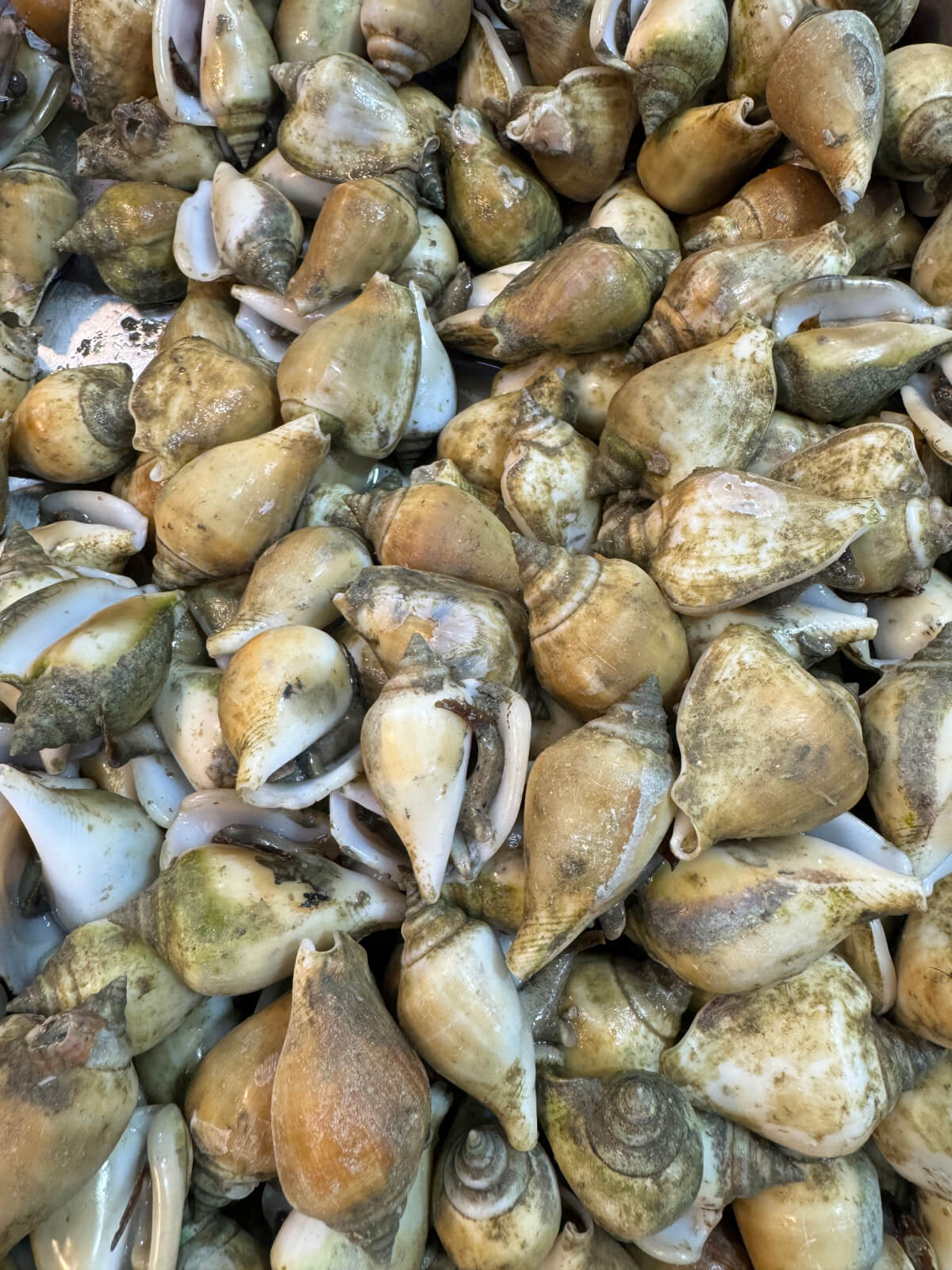 Gong Gong 貢貢 1kg