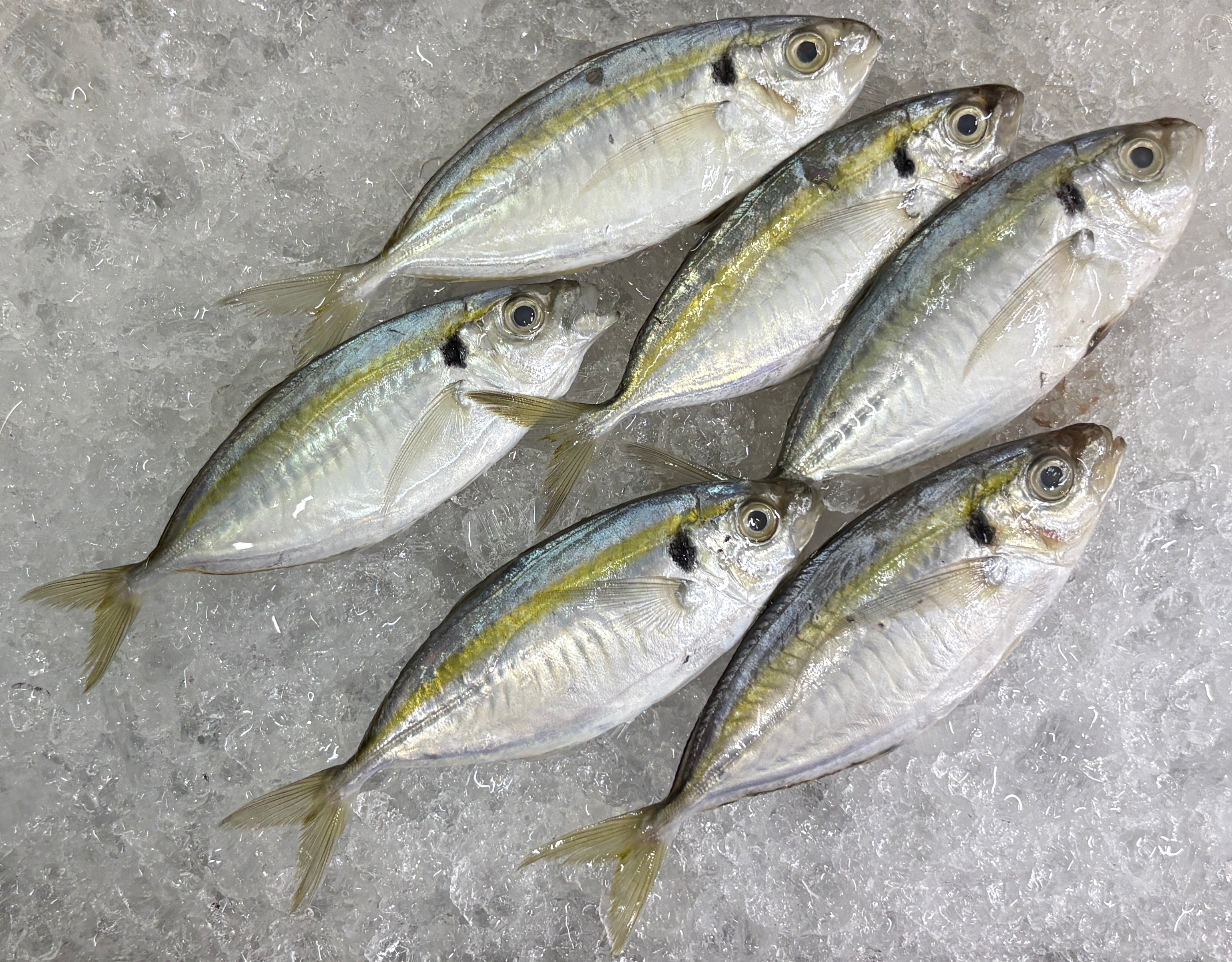 Kunning Fish, 君令鱼 (Yellowstripe Scad)